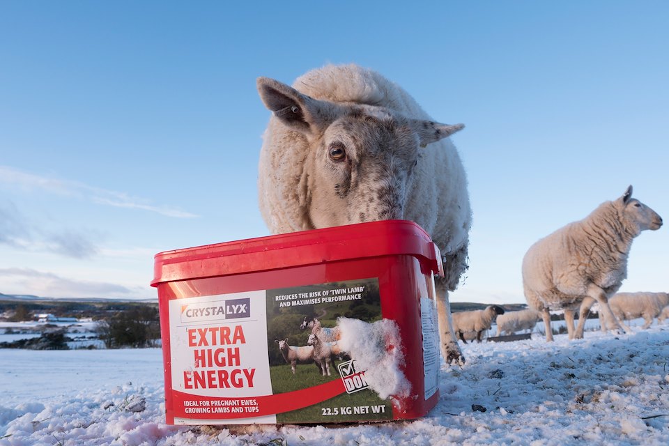Sheep receiving supplementary food on a croft in winter, Sutherland, Scotland