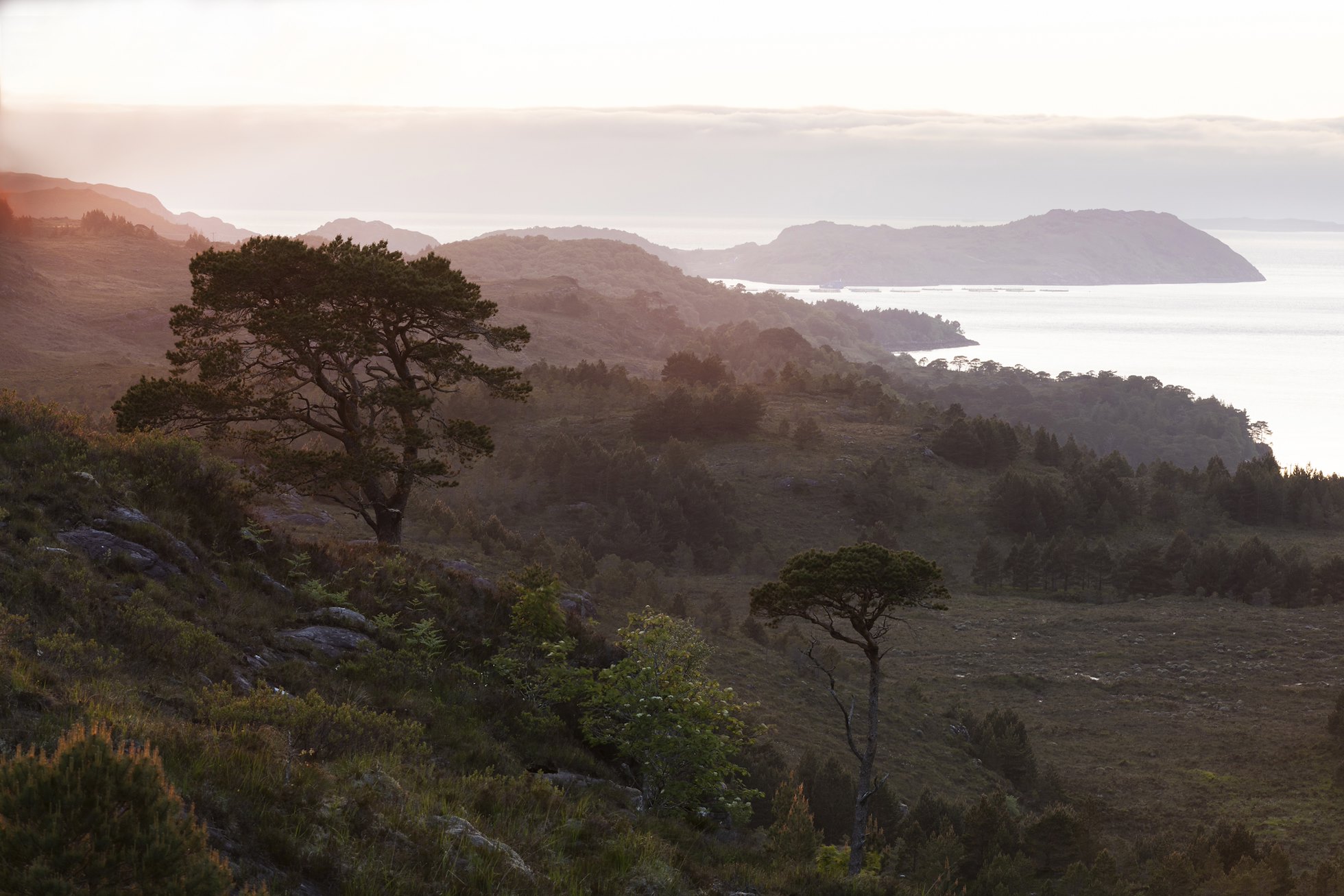 Old Scots pine at sunset, Kinloch Woodlands, Shieldaig