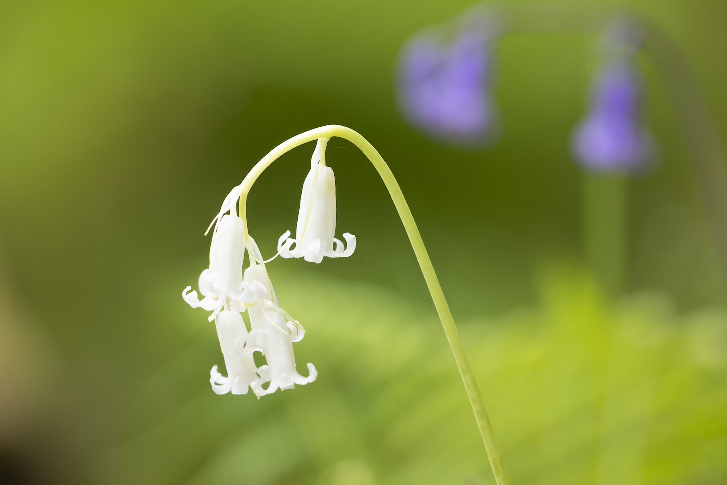 Bluebell, white variant growing in old woodland, Kinloch Woodlands, Shieldaig