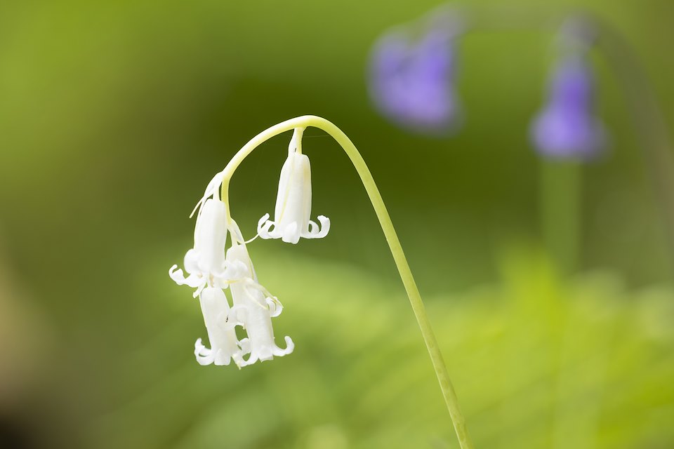 Bluebell, white variant growing in old woodland, Kinloch Woodlands, Shieldaig