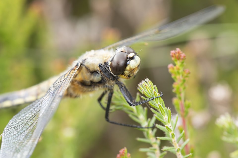 Four-spotted chaser, Libellula quadrimaculata, adult resting on heather, Tombane, Logerait, Perthshire