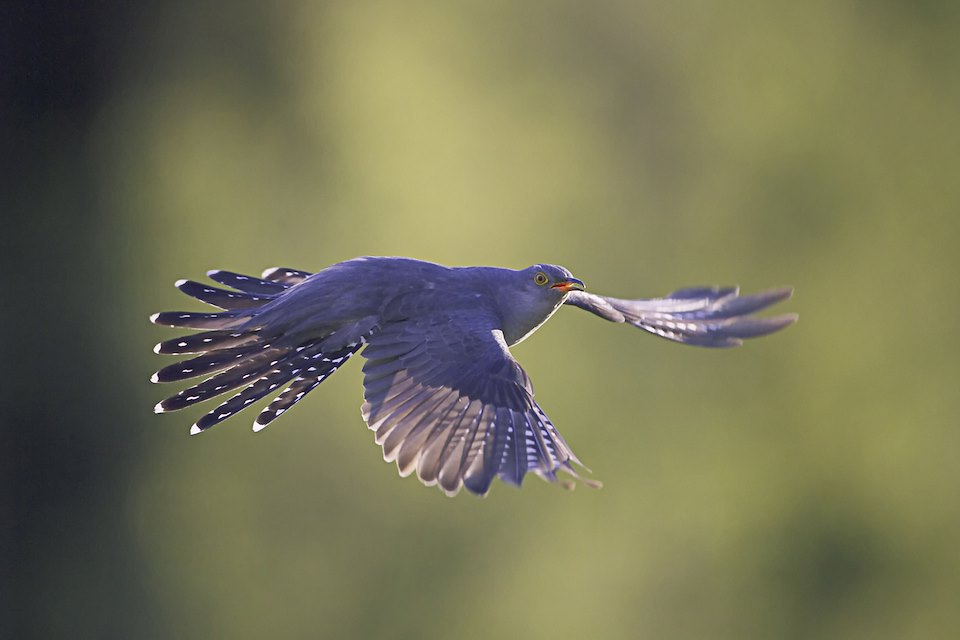 Cuckoo0010