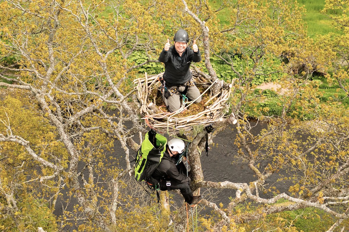 Raptor ecologist, Lewis Pate, erecting artifical osprey nest platfrom in oak tree on Northwoods partner site, Bamff Estate, Alyth, Perthshire Raptor ecologist, Lewis Pate, erecting artifical osprey nest platfrom in oak tree on Northwoods partner site, Bamff Estate, Alyth, Perthshire