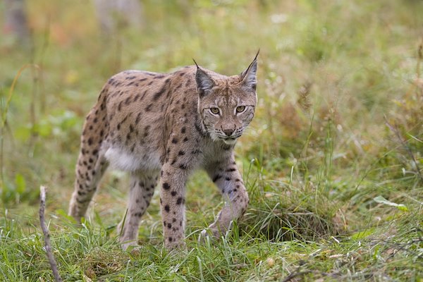 Lynx