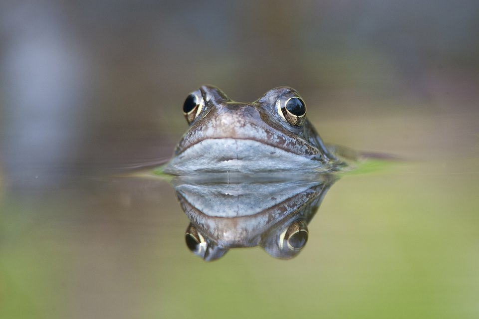 Common frog (Rana temporaria) in garden pond in spring, Warwickshire, UK