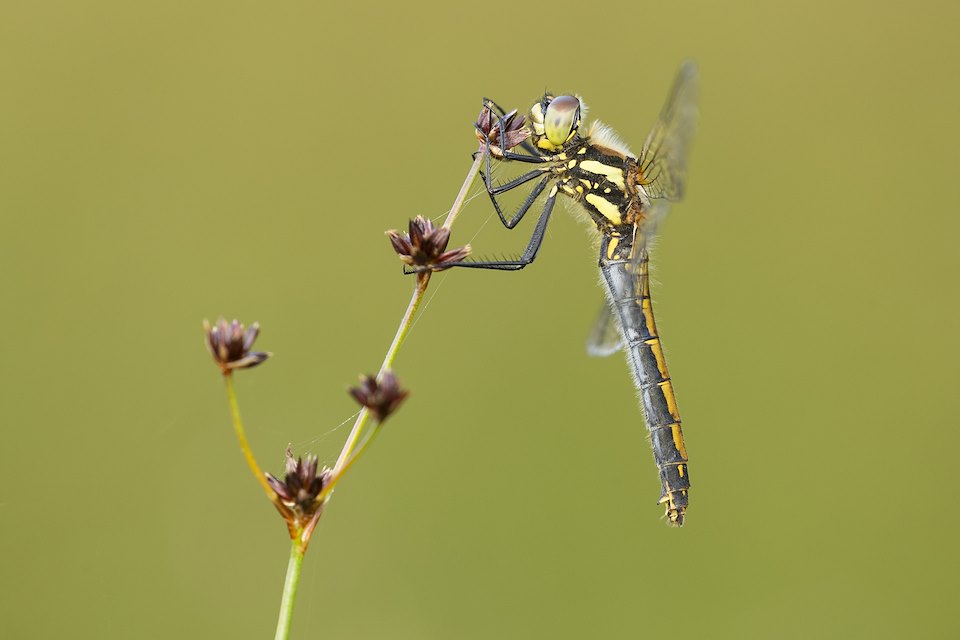 Black darter, Sympetrum danae, female perched, Scotland