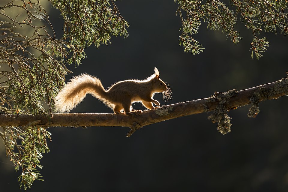 Red squirrel, Sciurus vulgaris, backlit on pine branch, Cairngorms National Park, Scotland