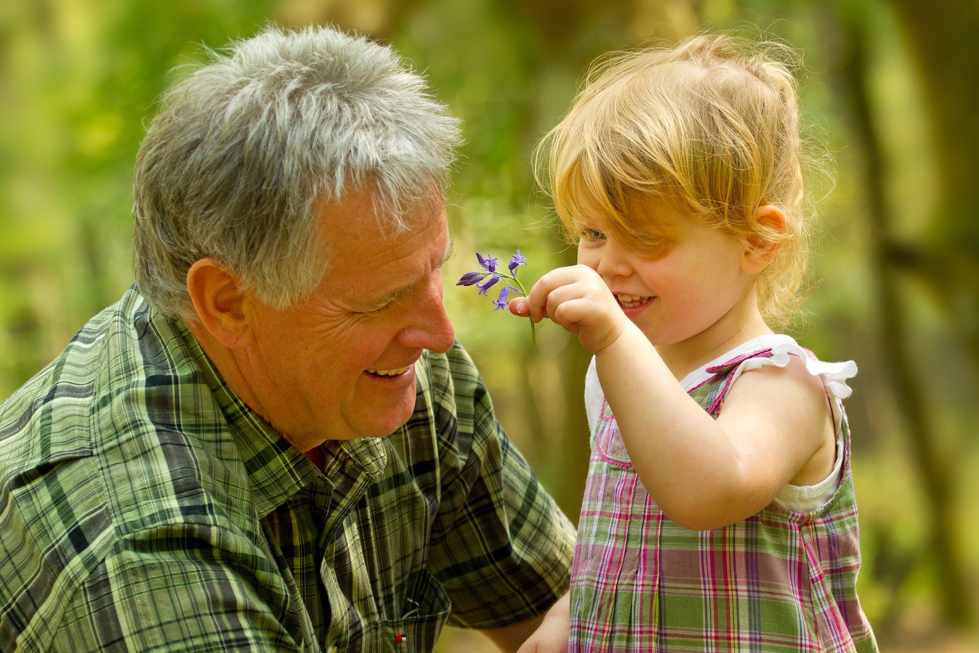Young girl showing her grandad a bluebell, national Forest, Spring, 2011