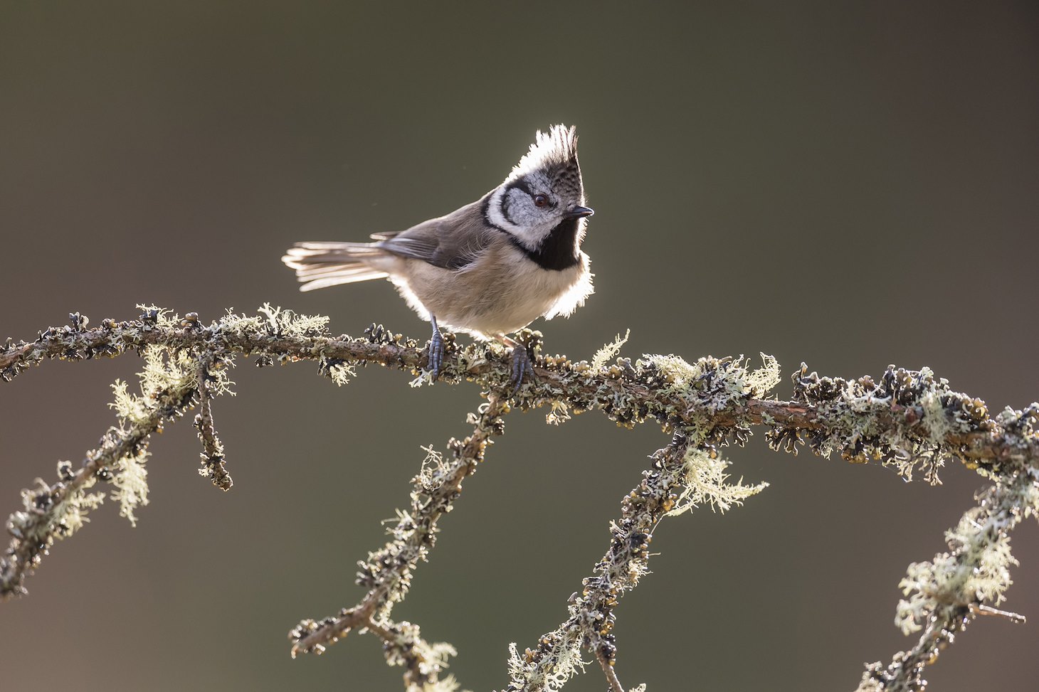 Crested tit, Parus cristatus, backlit on lichen-covered branch, Inshriach Forest, Scotland