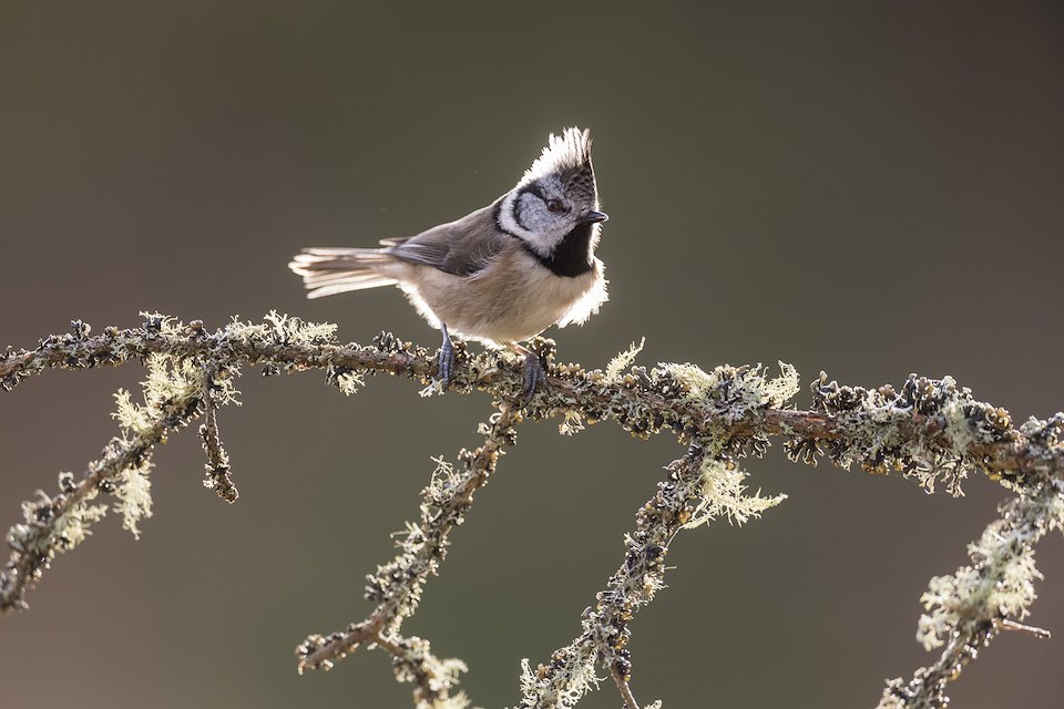 Crested tit, Parus cristatus, backlit on lichen-covered branch, Inshriach Forest, Scotland