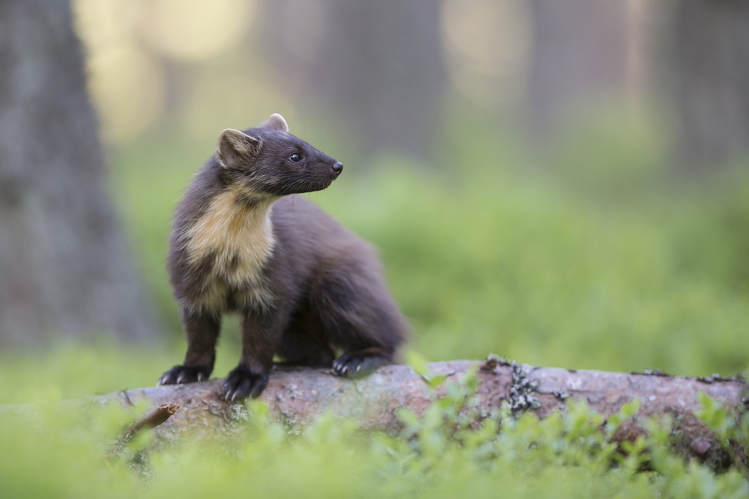 Pine marten (Martes martes) foraging in pine woodland, Glenfeshie, Scotland.