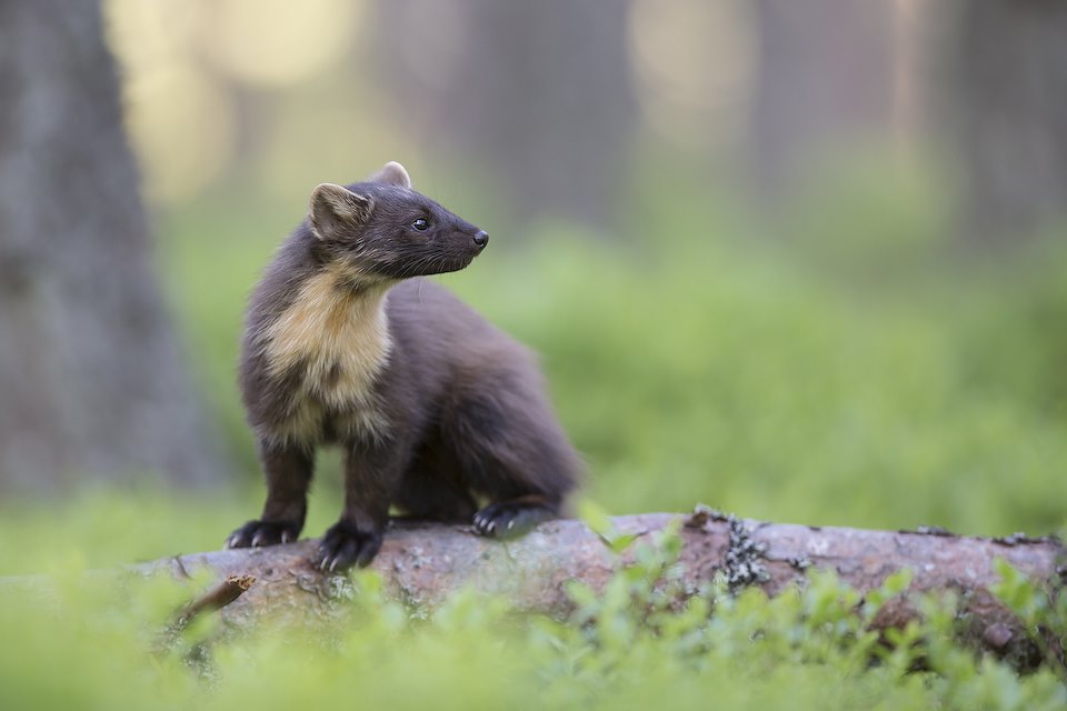 Pine marten (Martes martes) foraging in pine woodland, Glenfeshie, Scotland.