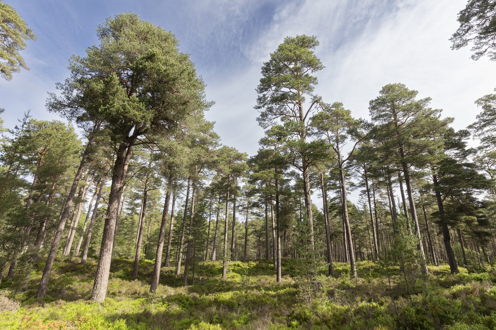 Scots pine (Pinus stylvestris) woodland with heather and blaeberry understorey, Anagach Woods (a Northwoods Rewilding Network land partner) Cairngorms National Park, Scotland, July 2024