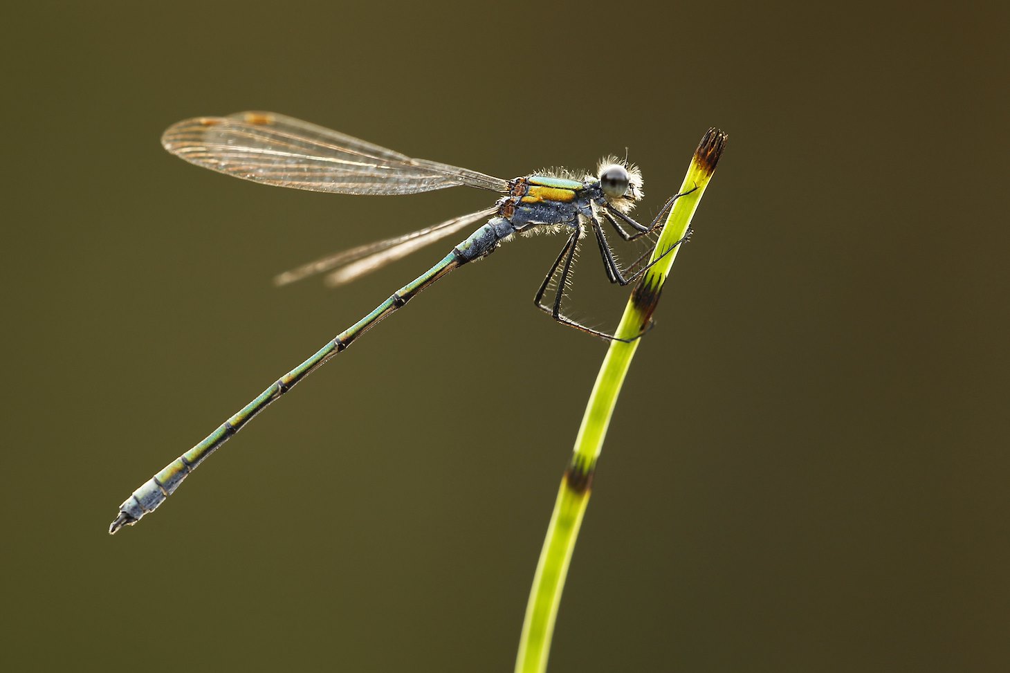 Emerald Damselfy (Lestes sponsa) adult male at rest, Cairngorms National Park, Scotland
