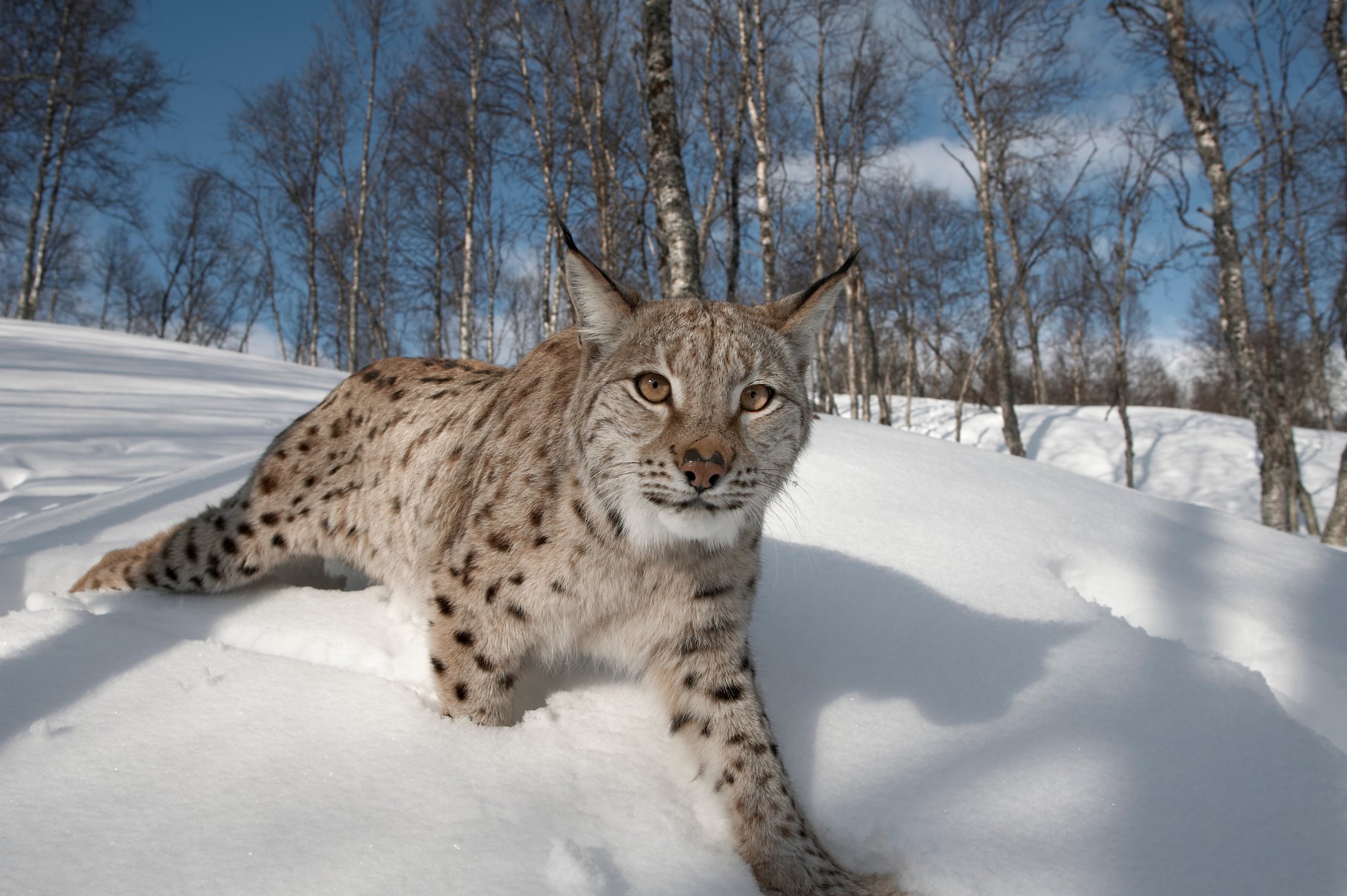 European Lynx (Lynx lynx) adult female in winter birch forest, Bardu, Norway (c)