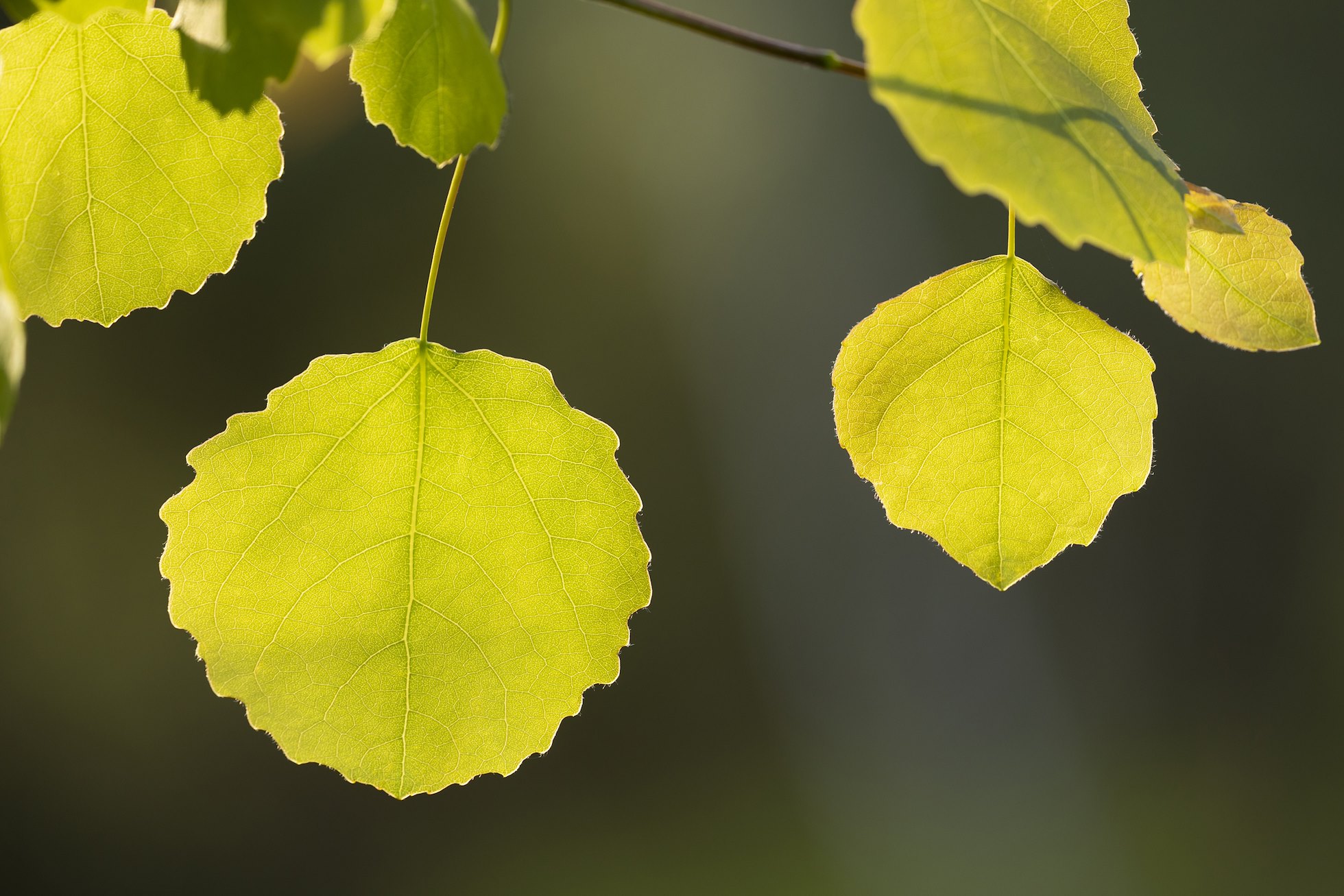Close-up of aspen leaf in early spring, Cairngorms National Park, Scotland