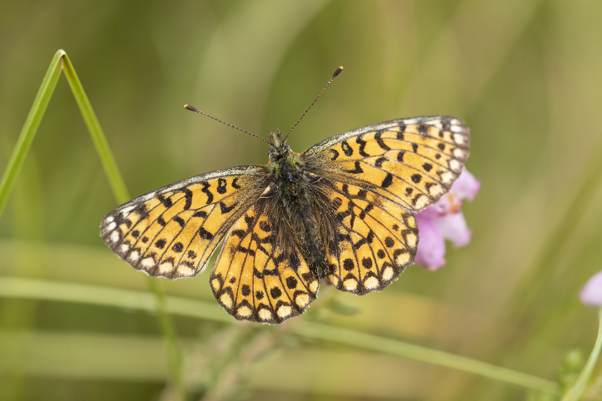 Small pearl-bordered fritillary, Boloria selene, Tombane, Logerait, Perthshire