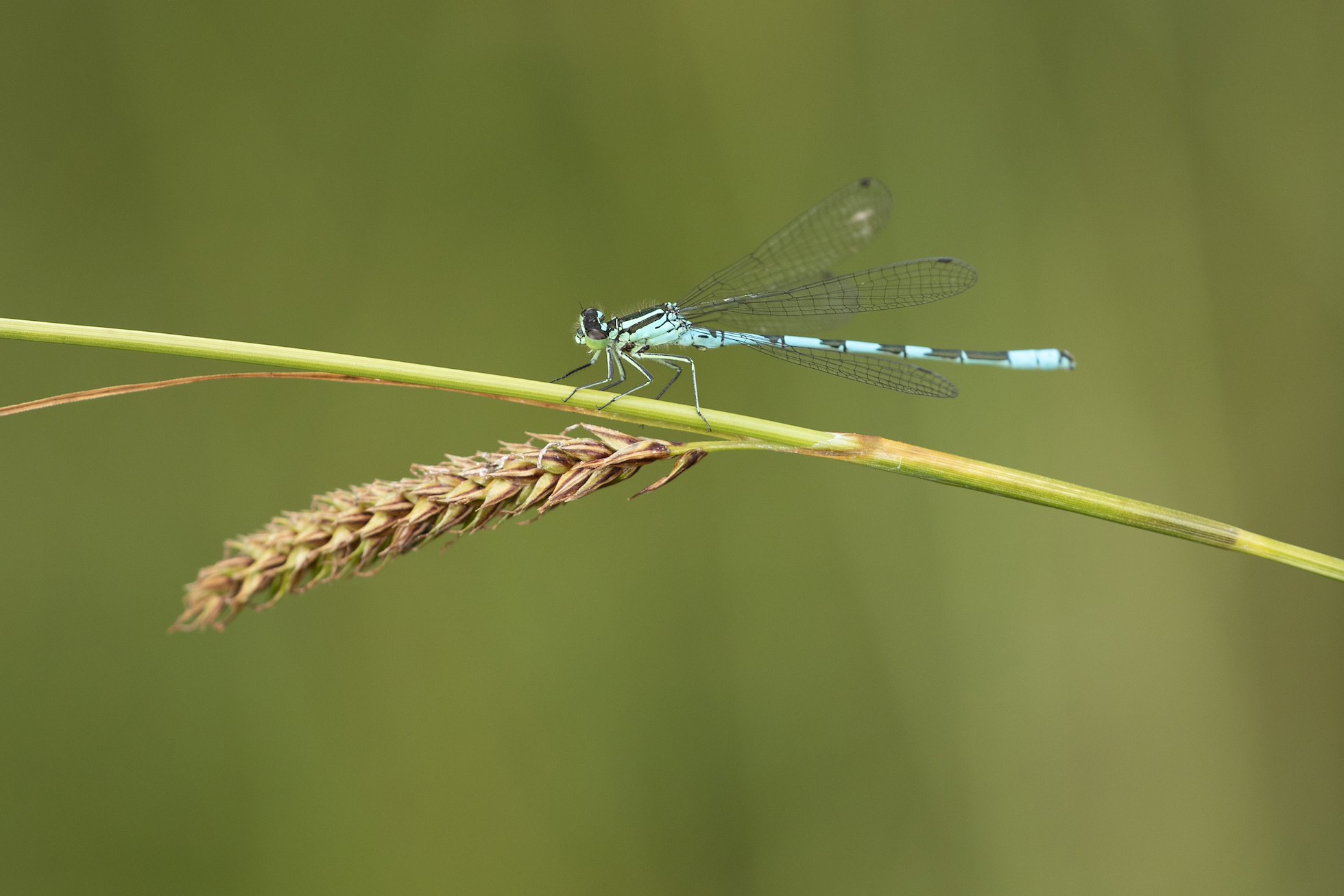 Northern damselfly, Coenagrion hastulatum, at rest, Tombane, Logerait, Perthshire