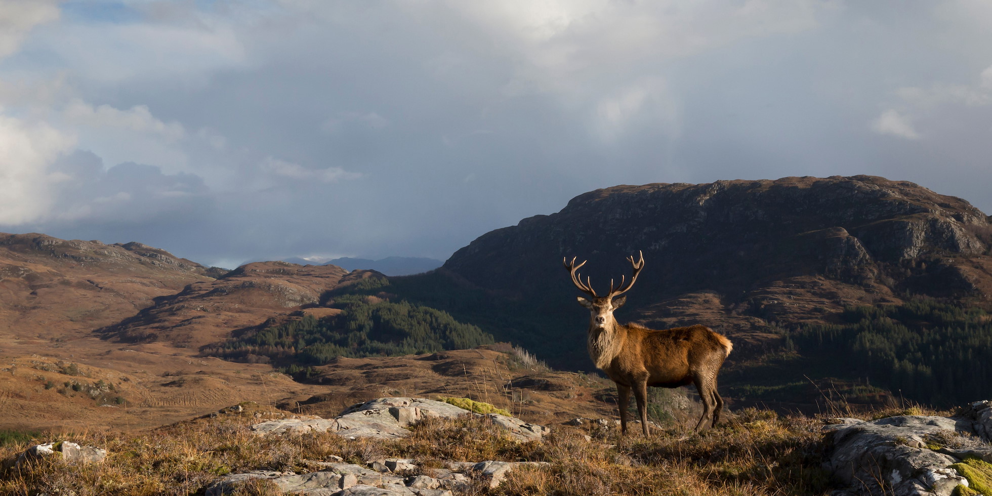 Red deer (Cervus elaphus) stag in west Highland landscape, Lochcarron, Wester Ross, Scotland