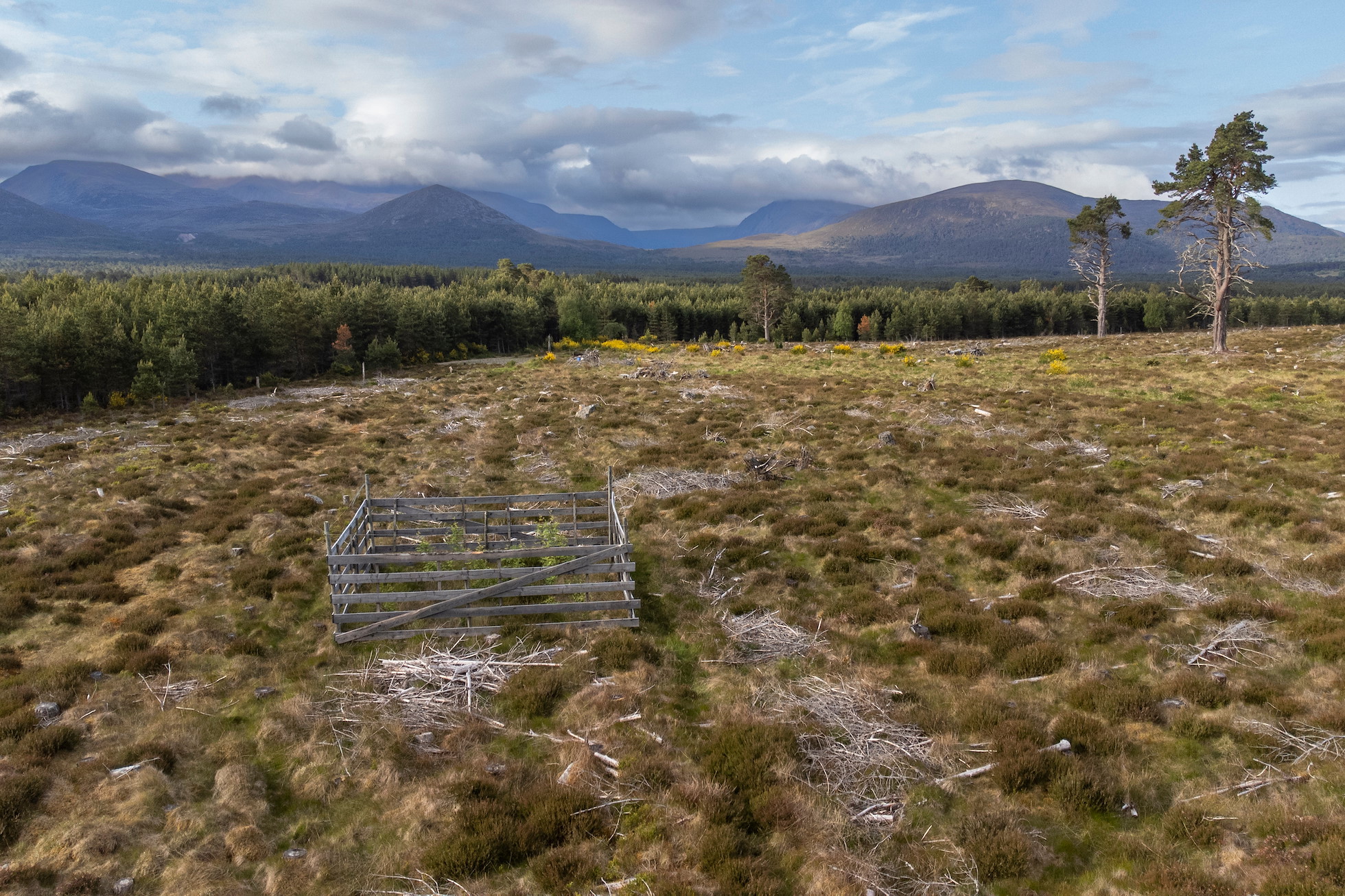 Aerial view of a seed island on a area of clearfell with the Cairngorm mountains in the background, Moormore, Rothiemurchus, Cairngorms National Park, Scotland, June 2025 (Taken from a drone)
