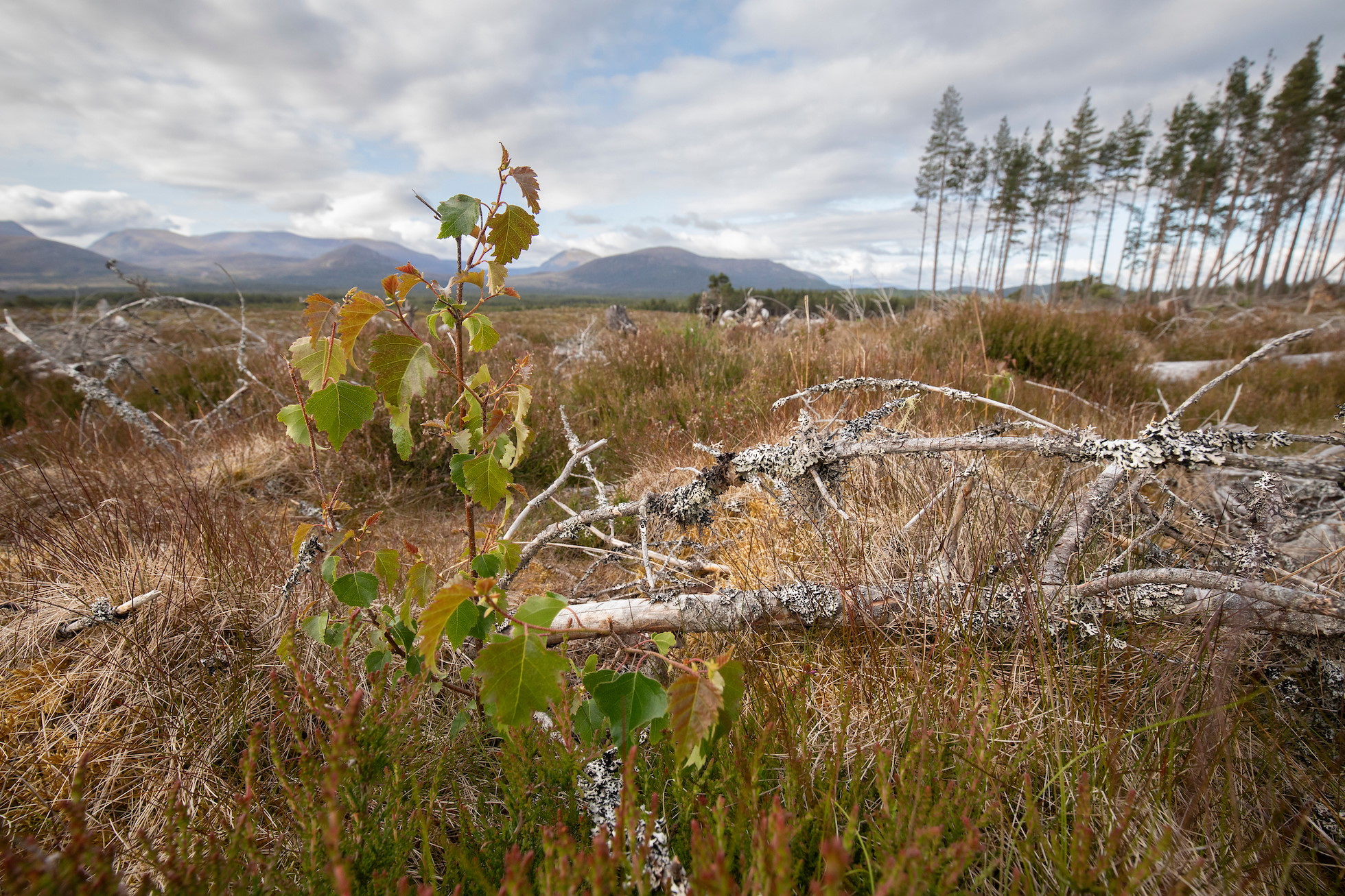 Silver birch sapling, Betula pendula, growing amongst clearfell brash, Moormore, Rothiemurchus, Cairngorms National Park, Scotland, June 2025