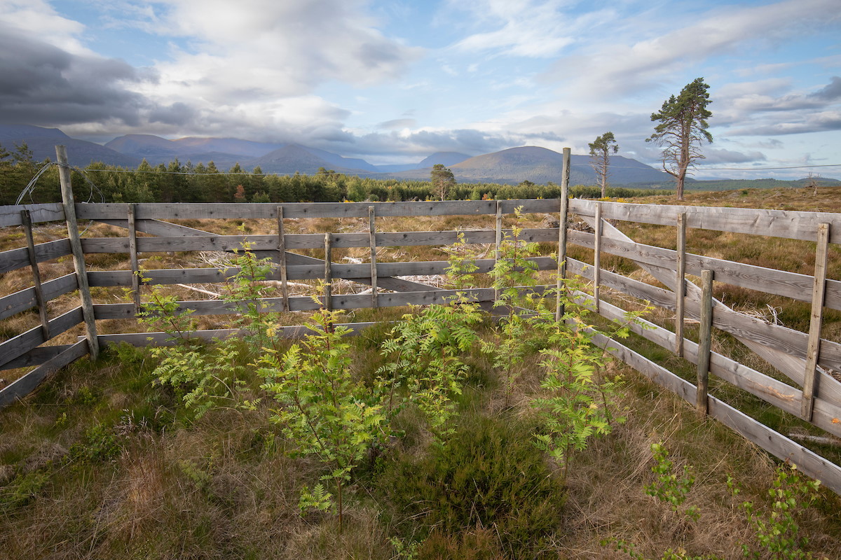 Saplings within an enclosed seed island (to prevent brpwsing from red deer), Moormore, Rothiemurchus, Cairngorms National Park, Scotland, June 2025