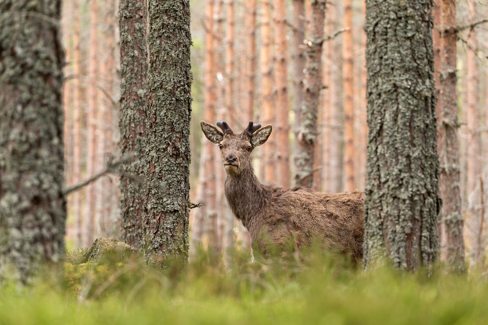 Deer To Me