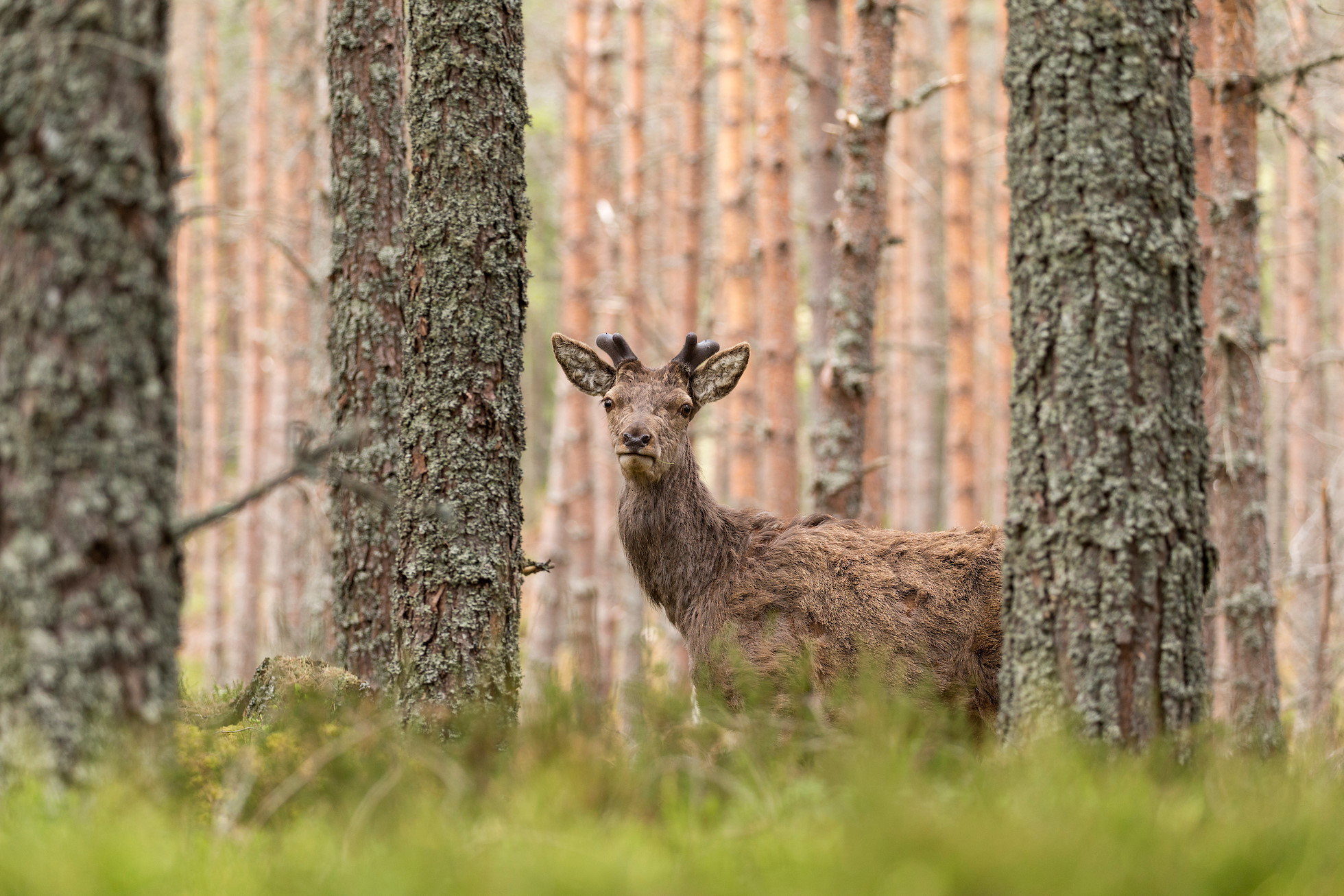 Red deer stag, Cervus elaphus, showing new growth of antlers, in woodland, Mar Lodge Estate, Cairngorms National Park, Scotland