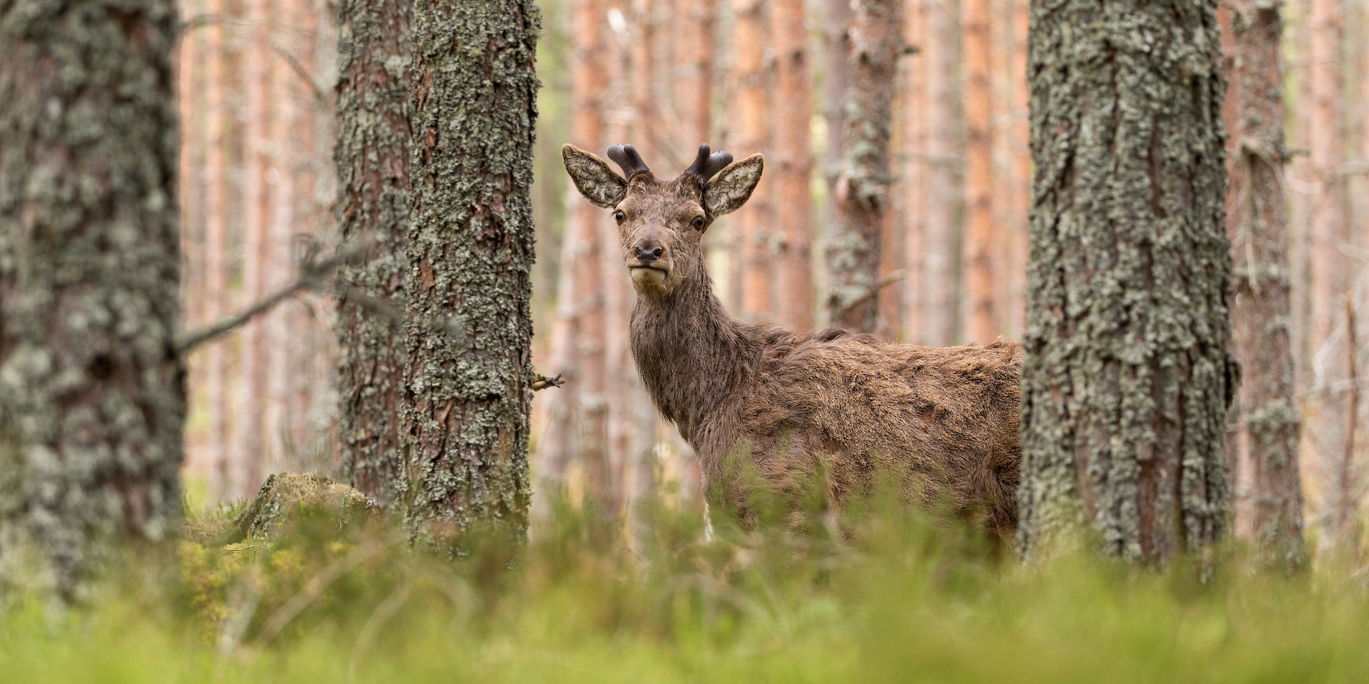 Red deer stag, Cervus elaphus, showing new growth of antlers, in woodland, Mar Lodge Estate, Cairngorms National Park, Scotland
