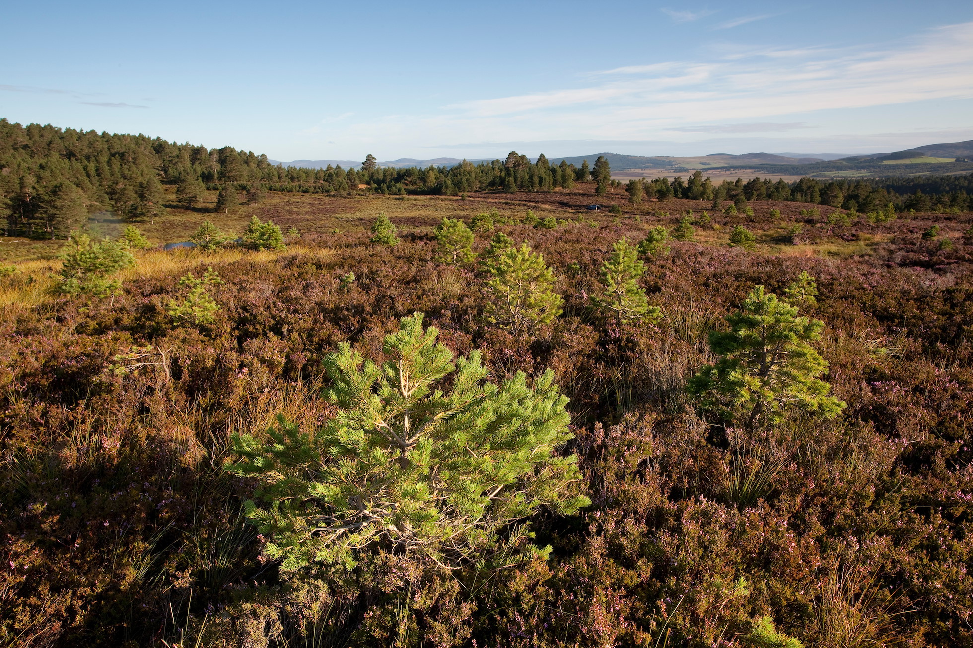 Natural regeneration of young scots pines, Abernethy Forest, Cairngorms National Park, Scotland.