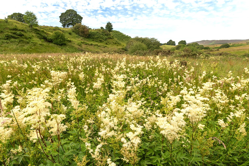 Francesfield