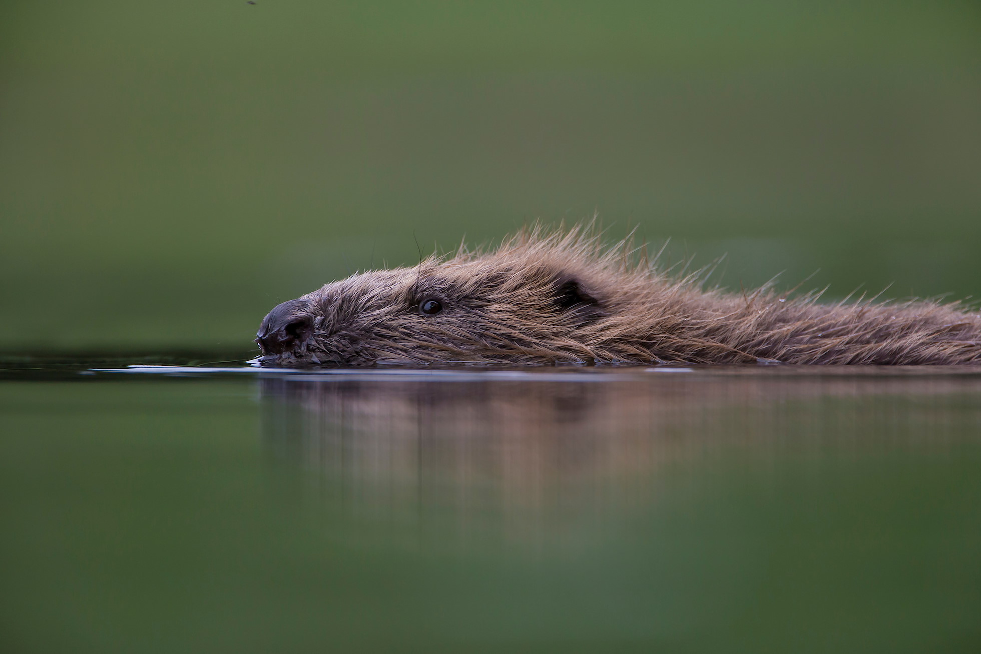 European Beaver (Castor fiber) low angle close up shot of beaver swimming