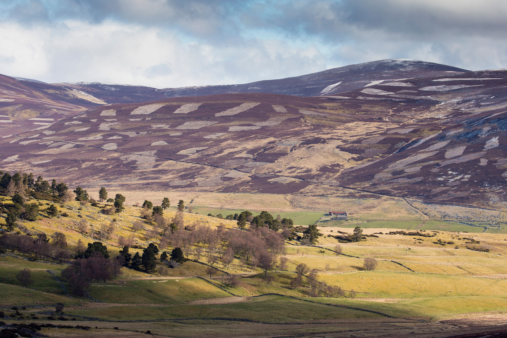 Patchwork of upland heather moorland, grazed sheep pasture and isolated woodland, Invercauld Estate, Scotland