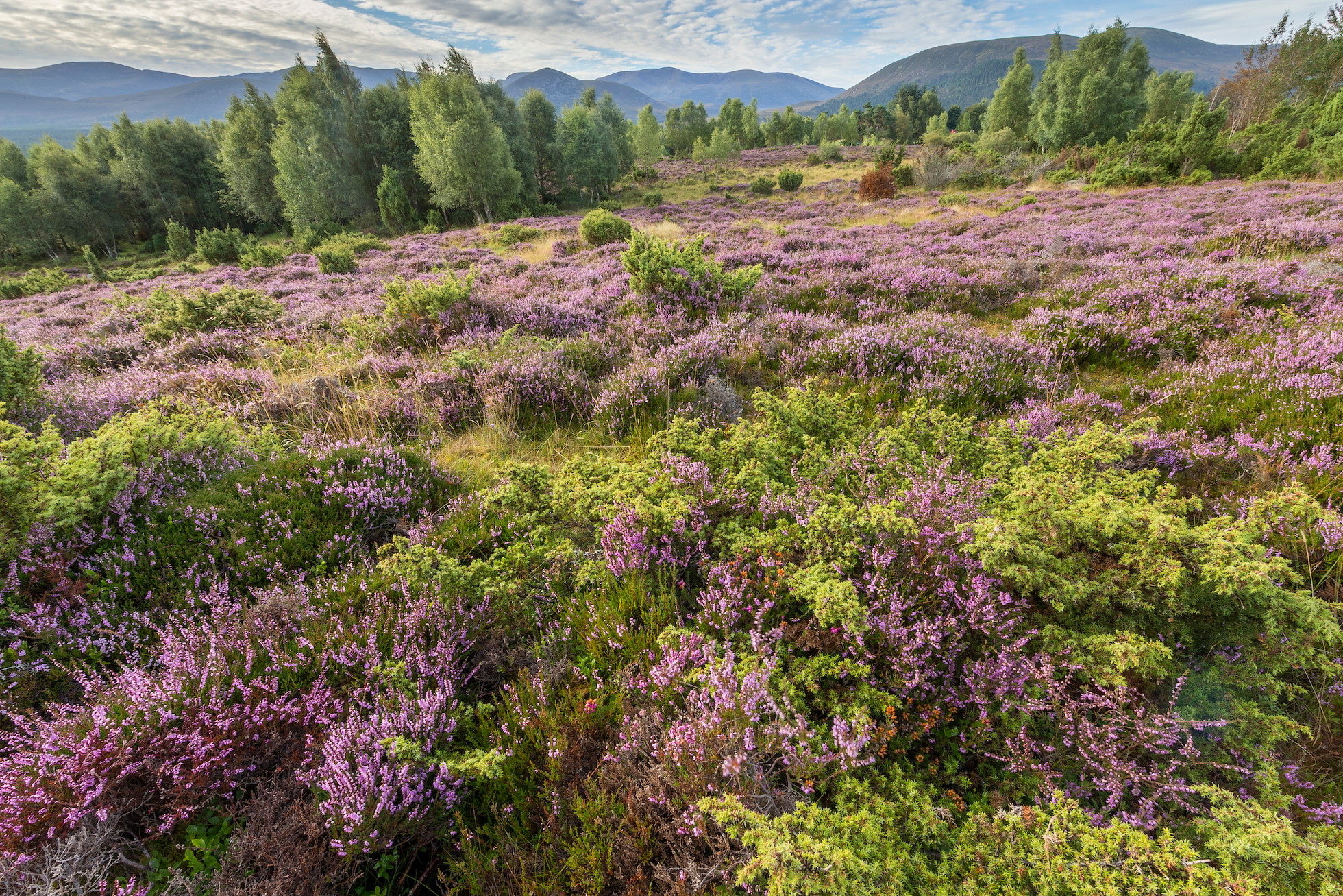 Heather (Calluna vulgaris) and juniper (Juniperus communis), August, Cairngorms National Park, Scotland, UK