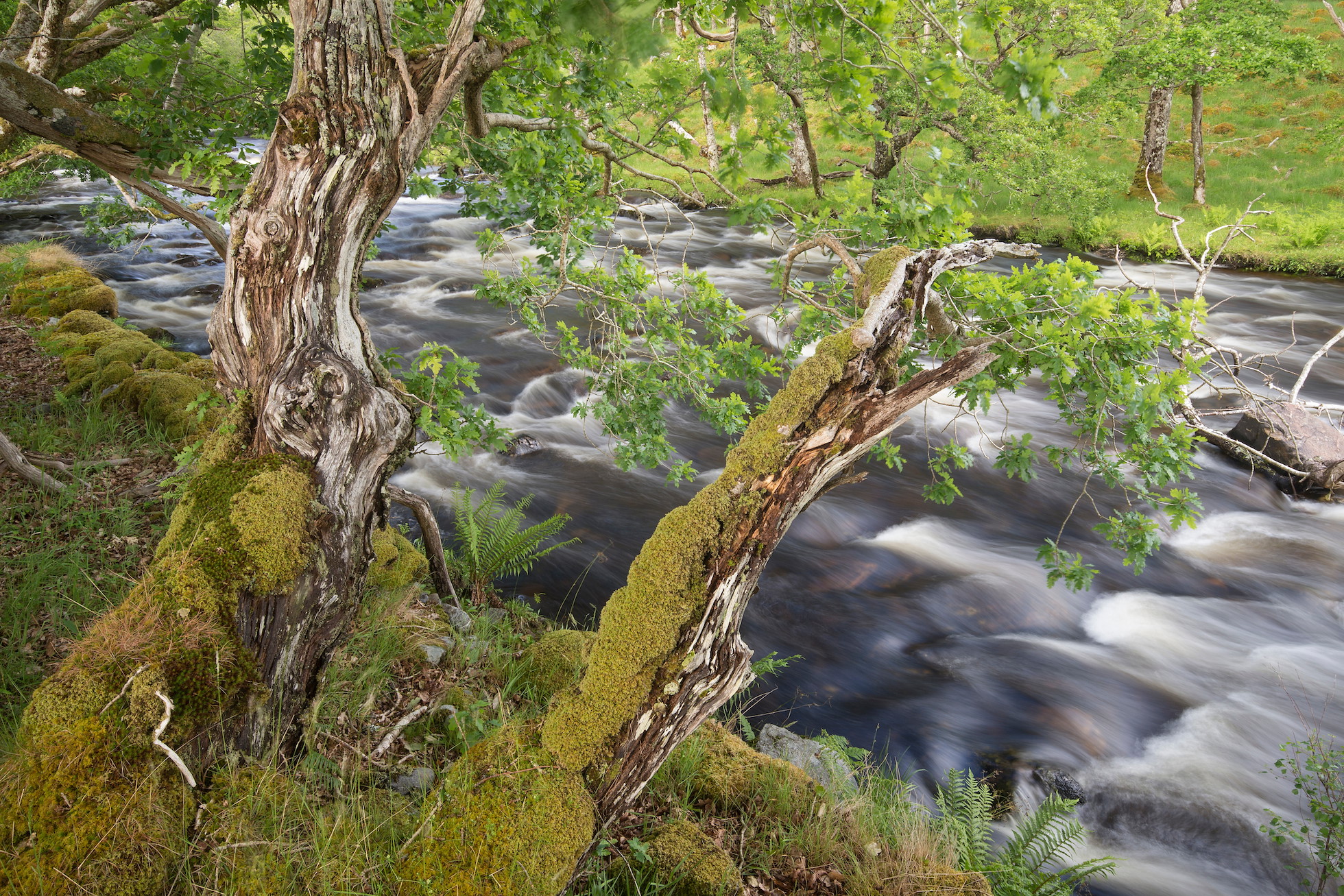 Oak trees growing alongside The Black Water in spring, Ardtornish, Lochaber, Scotland