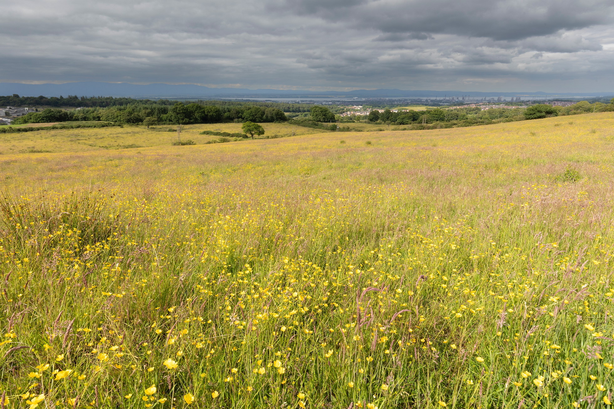 A field of Meadow Buttercups (Ranunculus acris) with Grangemouth in the background, Pirleyhill Farm (a Northwoods Rewilding Network land partner), near Falkirk, Scotland, July 2024