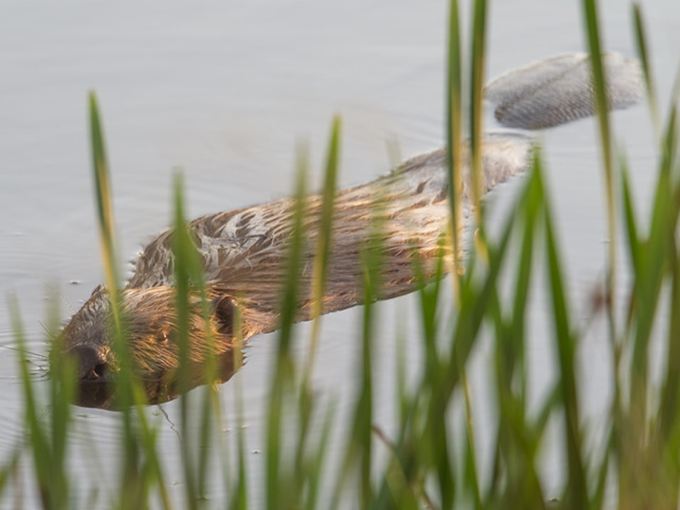 Beavers to take centre stage in new installation at Sound Festival ...