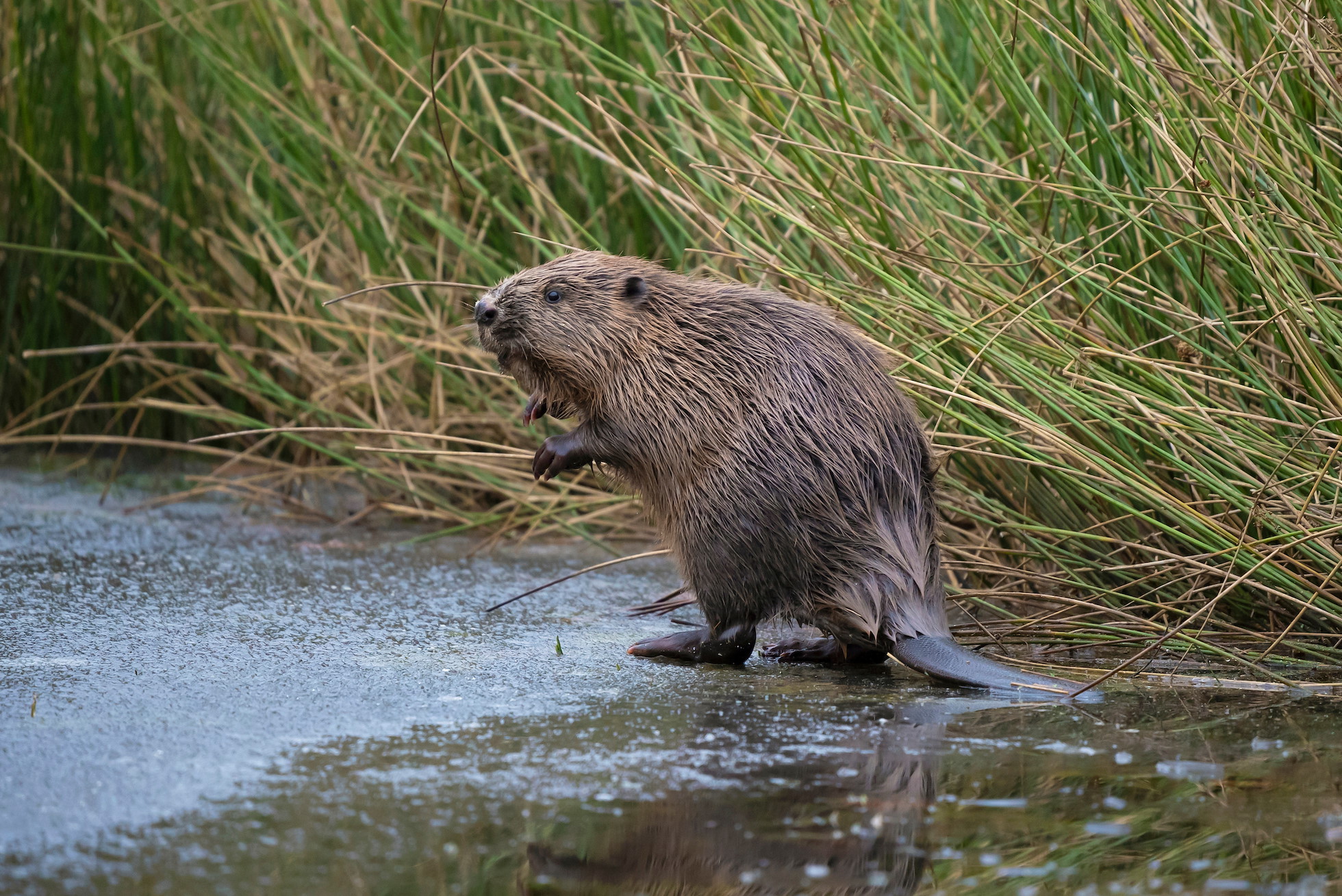 Adult male beaver stood on ice following release at Argaty Red Kite Centre, the first translocation within Scotland, Lerrocks Farm, Doune, Scotland, 29th Nov 2021
