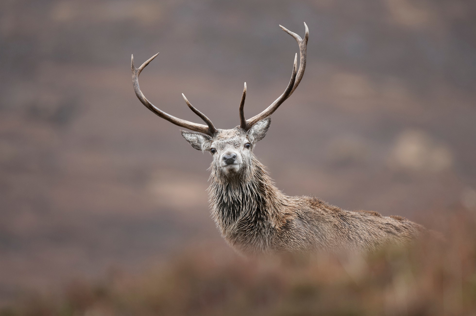 Red deer (Cervus elaphus) peering over hillside, Alladale, Scotland.