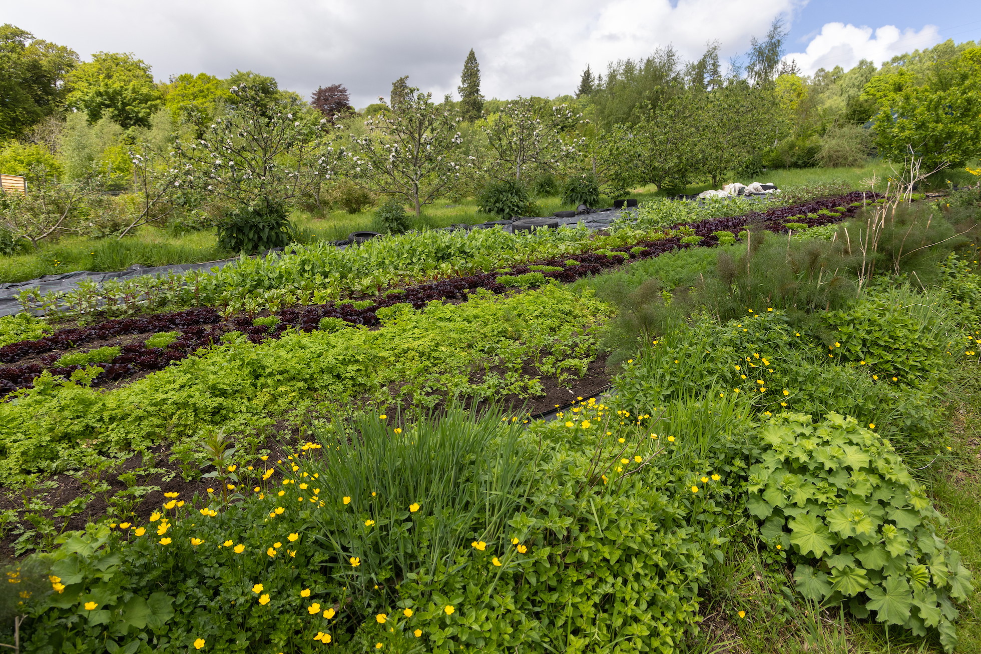 The Sustainable Food Garden - Rewilding Retreat - Rewilding Learning Day