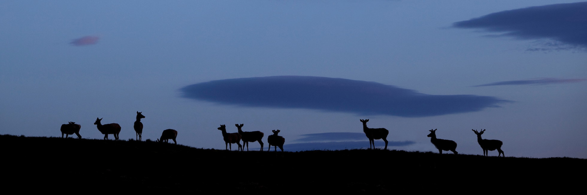 Red deer (cervus elaphus) at dawn, RSPB Forsinard Flows, Caithness, Scotland.