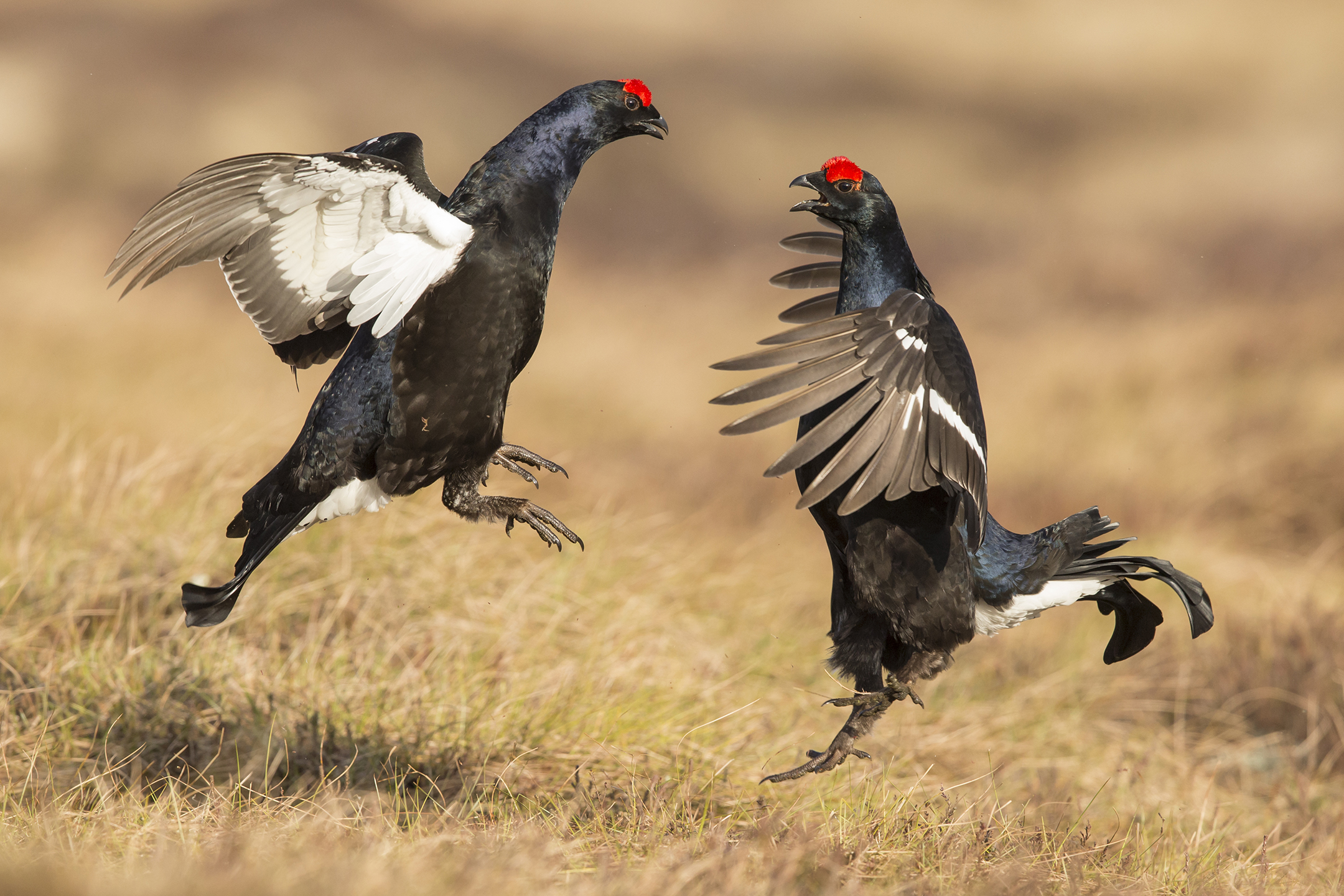 Northwoods partner: West Tempar & Lassintullich