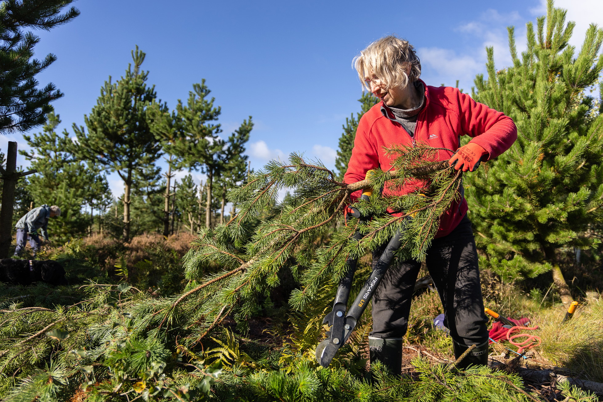 Non-native tree removal