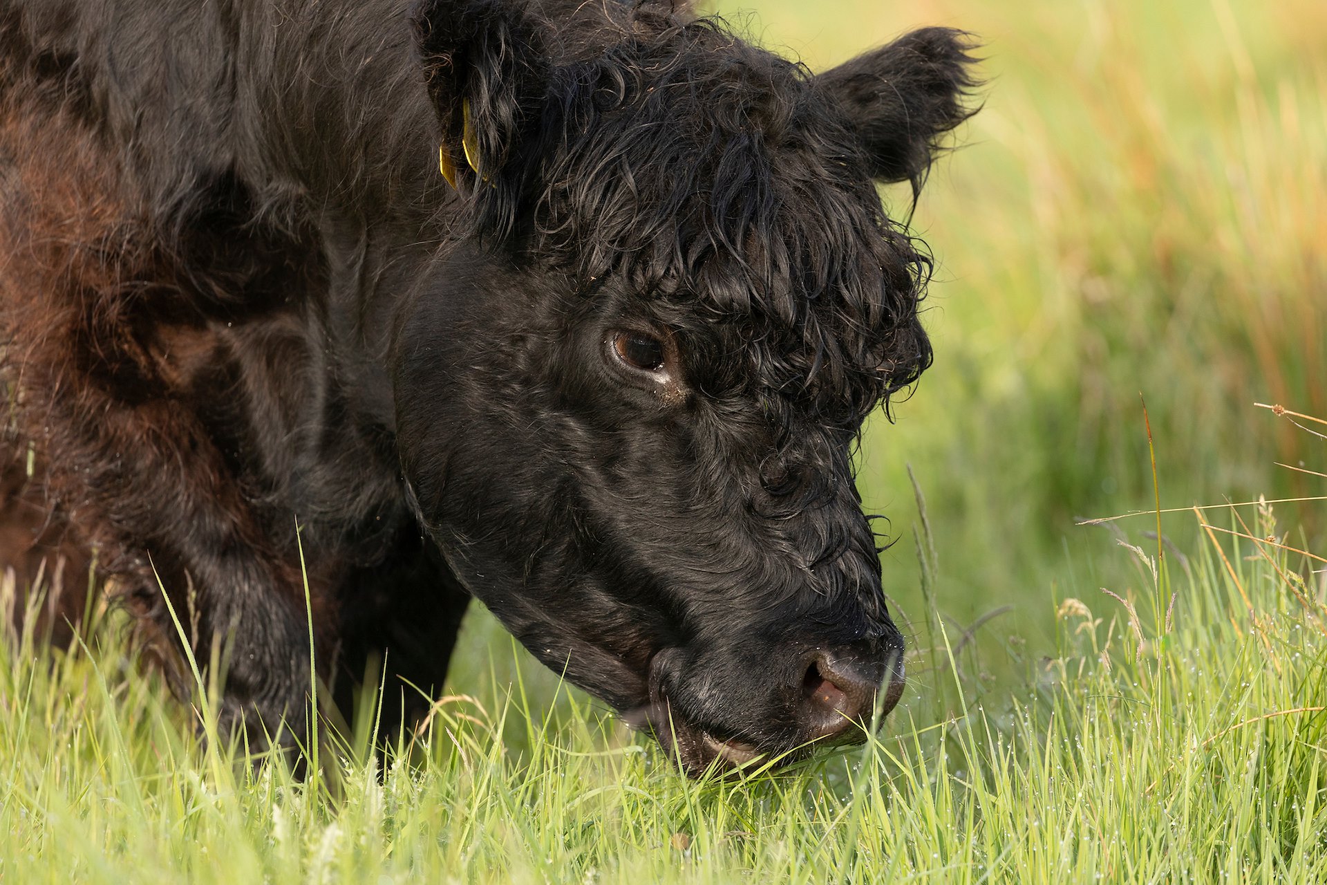 Scoraig Stuart Tigh-Scoraig | NRN Partner | SCOTLAND: The Big Picture