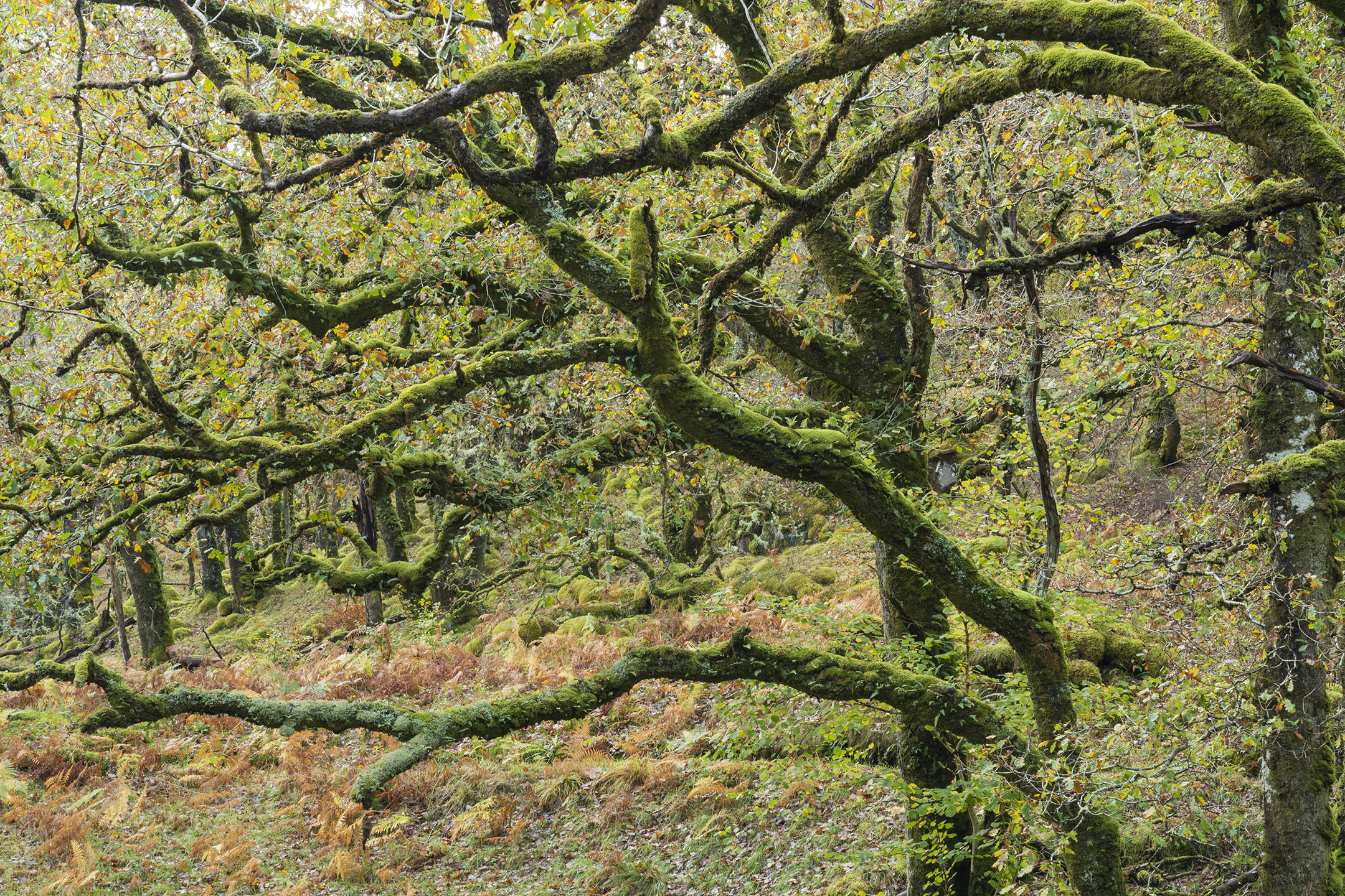 Northwoods partner: Ferry Wood