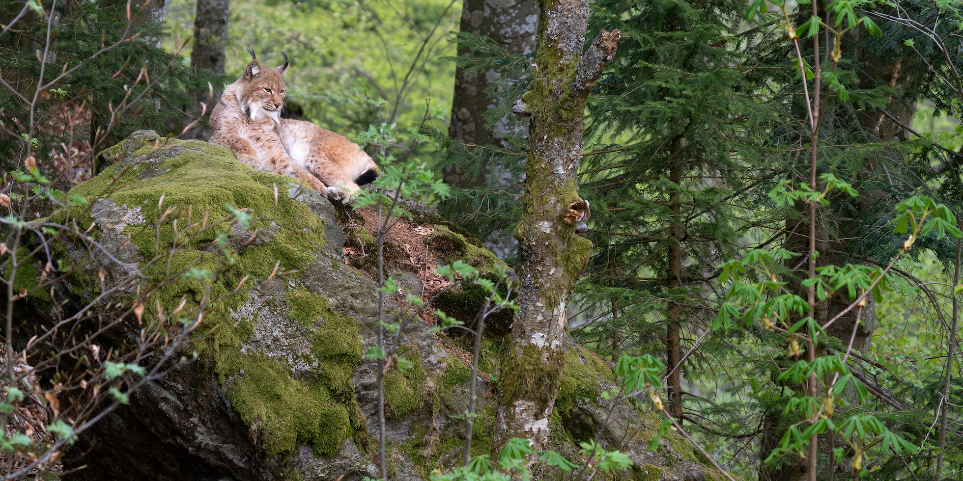 Eurasian lynx (Lynx lynx) adult resting on rock in beech forest in Bayerisher Wald National Park, Germany (Image taken in captivity), May 2023