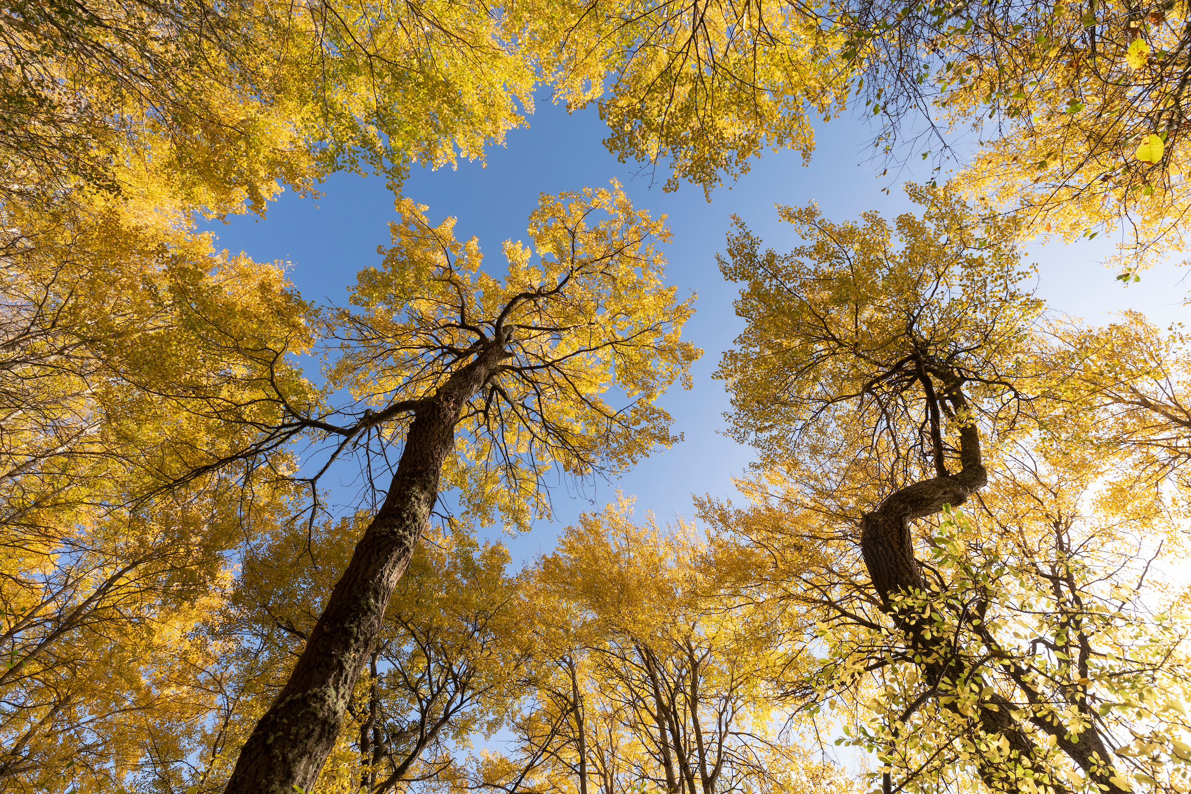 Image illustrating All Things Aspen