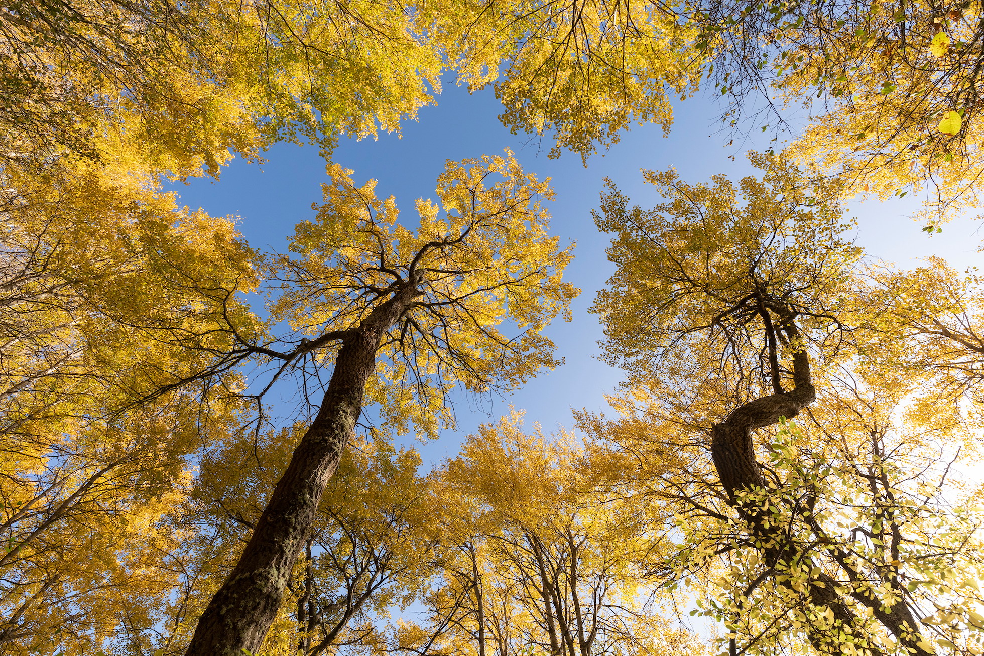 All Things Aspen - Rewilding Retreat - Rewilding Learning Day