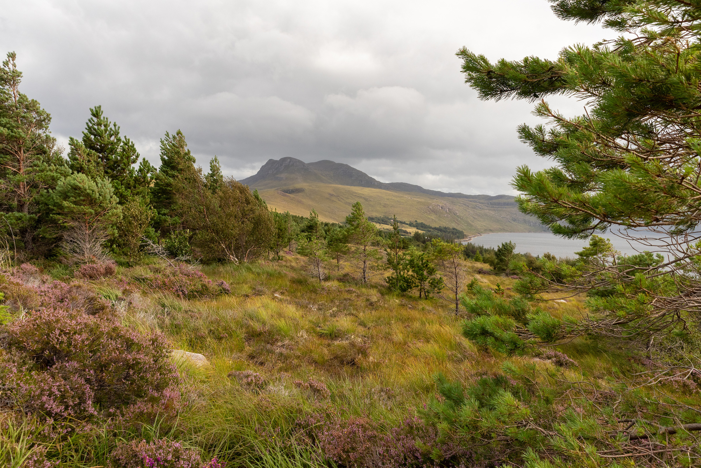 Northwoods partner: Scoraig Common Grazings