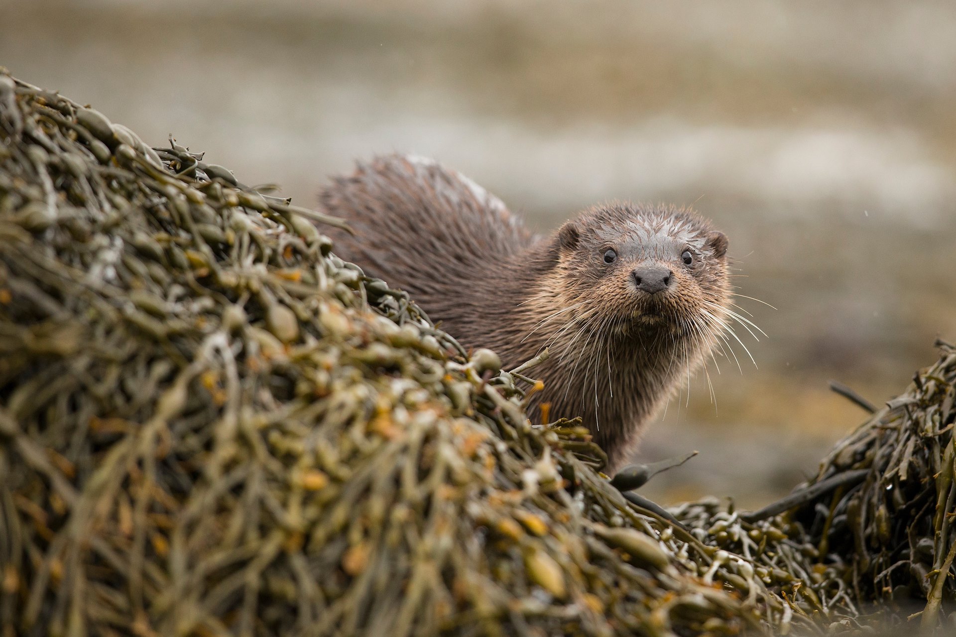 Scoraig Stuart Scoraig Common Grazings | NRN Partner | SCOTLAND: The Big Picture